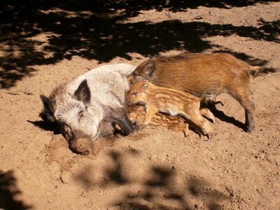 ein Wildschwein mit drei Frischlingen