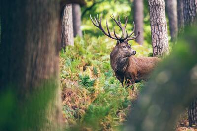 Hirsch im Wald